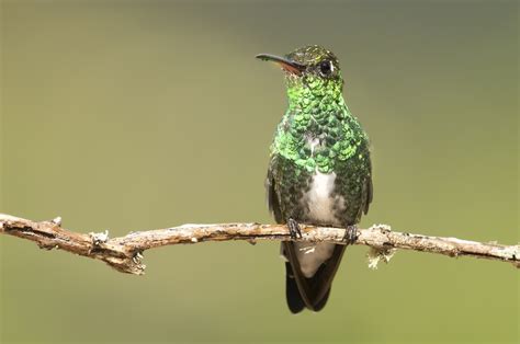 Beija Flor De Garganta Verde Fdplearn