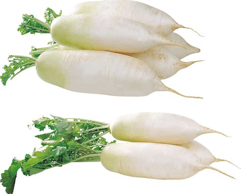 Radish Png Images 100