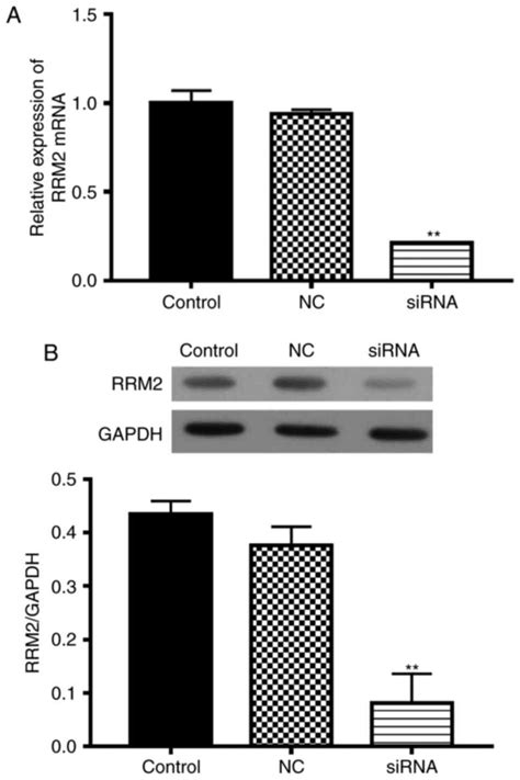 Suppression Of Rrm Inhibits Cell Proliferation Causes Cell Cycle