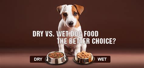 Dry vs. Wet Dog Food – The better choice? | VetSupply