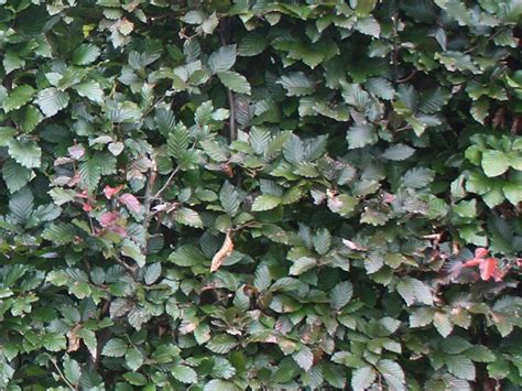 Beech Hedging Fully Grown Irish Mature Hedges Installed In One Day