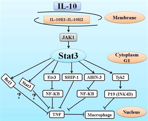 Figure 1 From Interleukin 10 And Receptors In Treatment Rheumatoid Arthritis Semantic Scholar