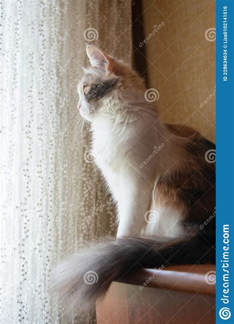 Fluffy Cat Sitting Indoor Look At The Window Stock Photo Image Of