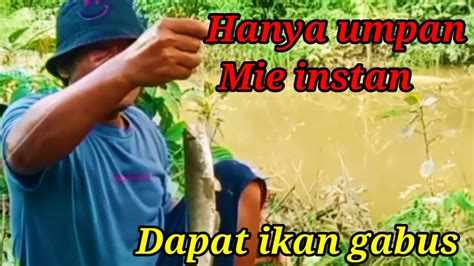 Hanya Racikan Mie Instan Dapat Ikan Gabus Mancing Liar Miau Youtube