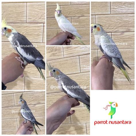 Jual Burung Falk Parkit Australia Jinak Usia Paud Mandiri Jinak