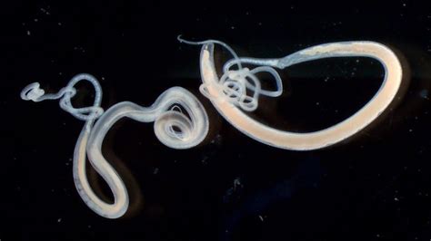 hookworms  dogs   common worms symptoms treatment