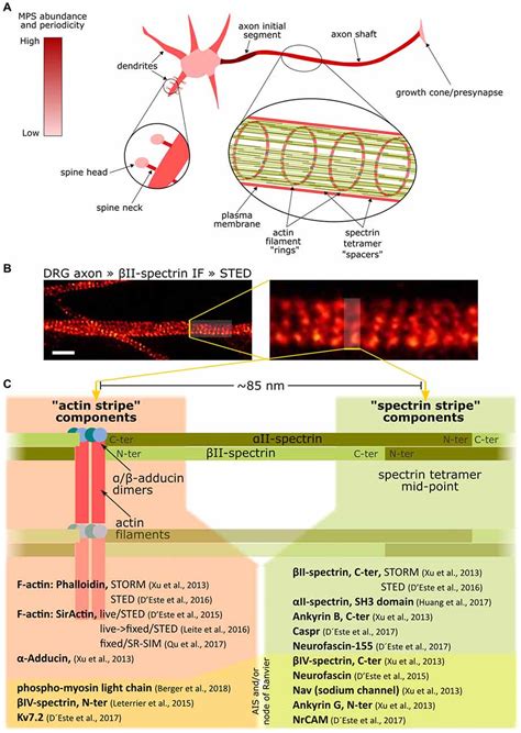 Frontiers The Actin Spectrin Membrane Associated Periodic Skeleton In