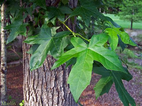 Sweet Gum Tree - North American Insects & Spiders