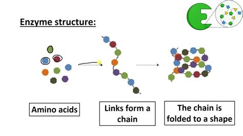 Enzyme structure (HIGHER) - YouTube