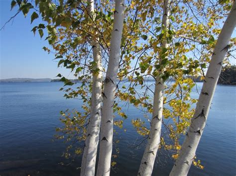 Birch Trees By A Lake Free Nature Stock Photo