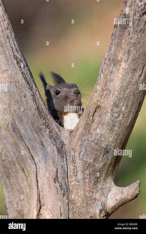 Portrait Of Red Squirrel Female Sciurus Vulgaris Stock Photo Alamy