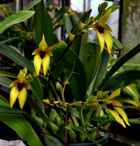 Орхидея бульбофиллум уход в домашних условиях Будбофиллум фрости ...