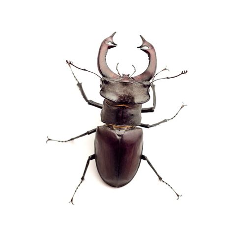 Primer Plano Del Escarabajo Ciervo Lucanus Cervus Aislado En Blanco