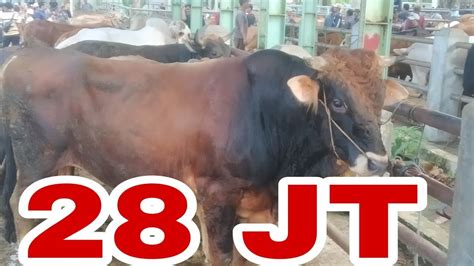 SAPI JANTAN HARGA 28 JUTA RUPIAH DI PASAR HEWAN PELAIHARI TANAH LAUT