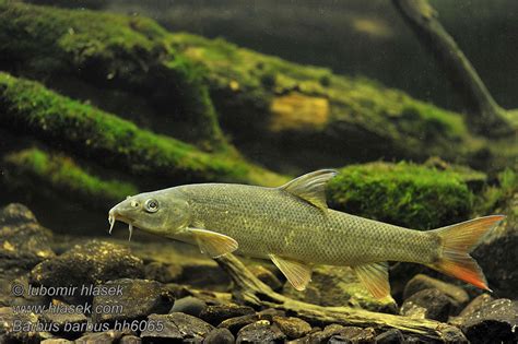 Barbus barbus Common Barbel Parma obecná
