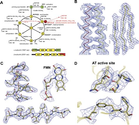 And Malonyl Acetyl Coa Co Aa