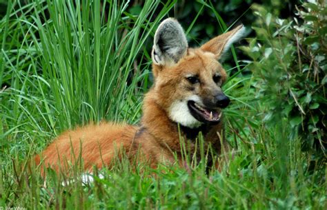 Fotos De Lobo Guará - Lobo-Guará: Curiosidades e Fotos | Mundo Ecologia