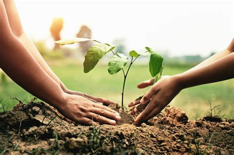 Mano Ayudando A Plantar árboles En El Jardín Para Salvar La Tierra Concepto De Medio Ambiente