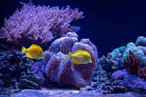 Coral Reef Scenery with Yellow Tang (Zebrasoma Flavescens). Popular Marine Aquarium Fish. Stock ...