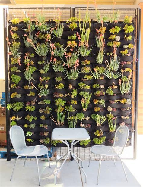 Instantly Beautiful Succulent Living Wall Plants On Walls