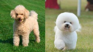 Bichon Poodle Mix Lifespan (Leading Causes of Death) | Paws and Learn