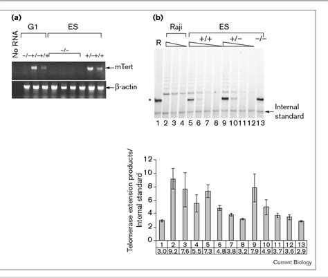 Figure 1 From The Telomerase Reverse Transcriptase Is Limiting And