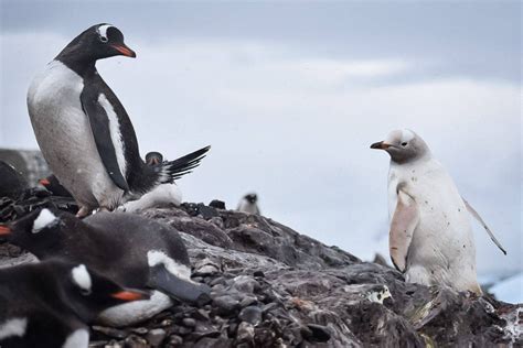 Rare all-white penguin spotted in Antarctica | The Manila Times