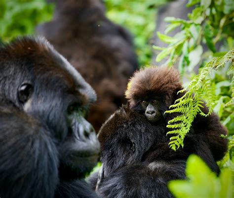 Rwanda Safari Rwanda Safaris Tours Vacation Packages 2024