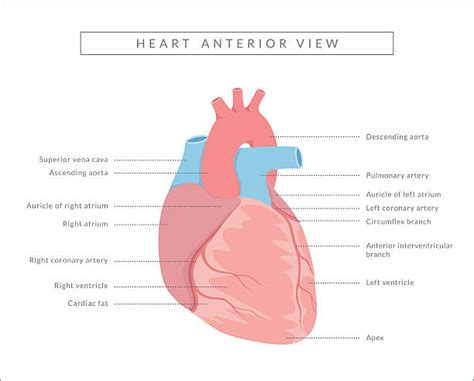 anterior heart stock  pictures royalty  images istock
