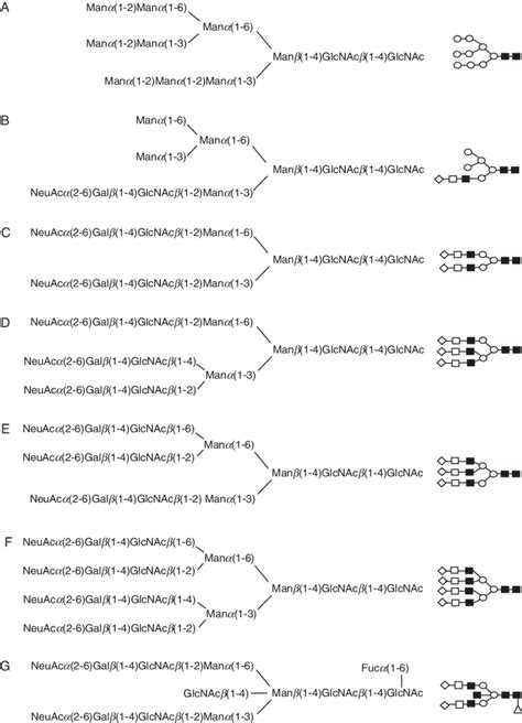 Structures Of The Main Types Of Human N Glycans And Characteristic