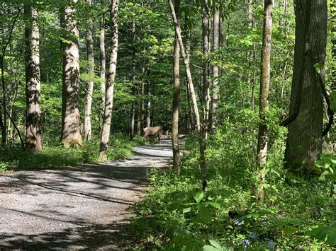 A Hidden Tunnel in the Smokies — The Roaming Dad