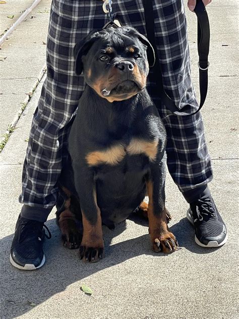 Our 5 month old Puppy : r/Rottweiler