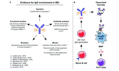 | Involvement of IgG in intestinal inflammation. (A) There are multiple ... 