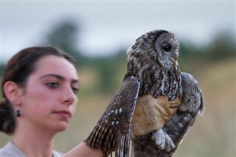 Chouette hulotte Strix aluco Tawny owl Relâché d une j Flickr