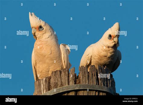 Paar Der Nacktaugenkakadu Cacatua Sanguineaund Stockfotografie Alamy