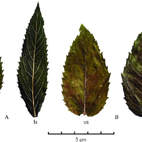 Middle cauline leaves of Mentha longifolia (A) and Mentha ×villosa (B):... | Download Scientific ...