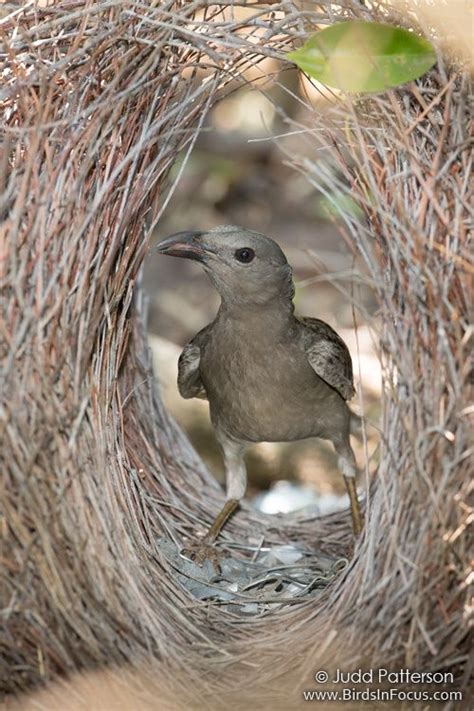 Great Bowerbird