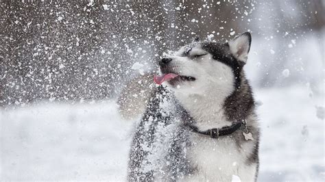 Your Pets Get Cold Too Heres How You Can Take Care Of Them In Winter