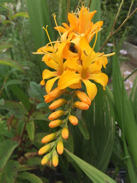 Crocosmia Pauls Best Yellow Marchants Nursery And Garden Sussex