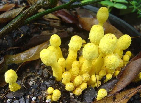 Amarelo em vaso (Leucocoprinus birnbaumii)