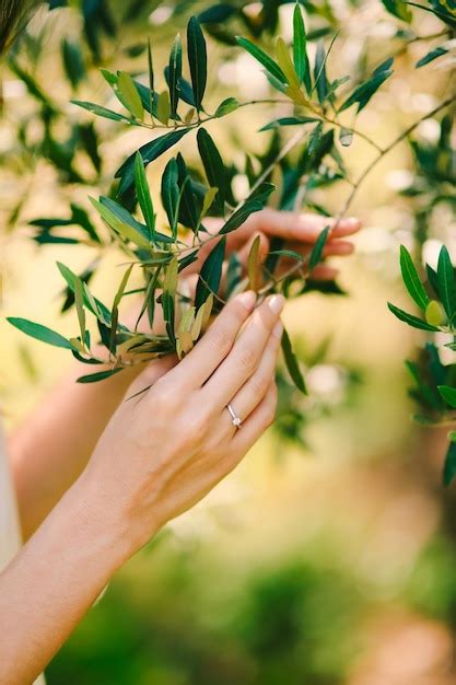 Premium Photo Close Up Of Woman Hand Holding Plant