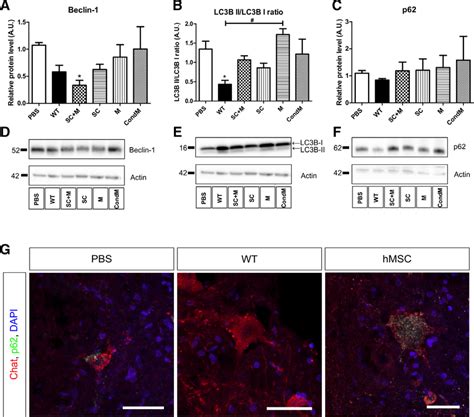 Representative Immunoblots And Quantitative Analysis Of Protein In The Download Scientific