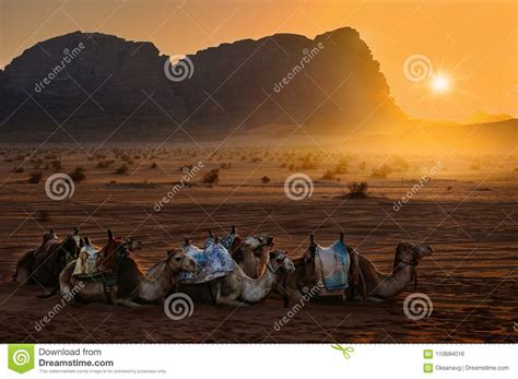 Desert Wadi Rum Stock Photo Image Of Mammal Large 110684016