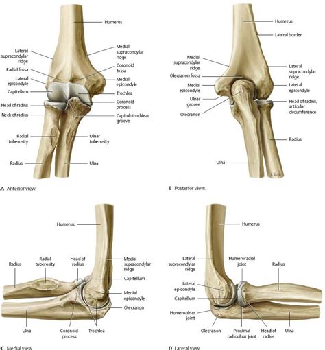 Elbow Bone Different Side View In Detail Anatomynote Human