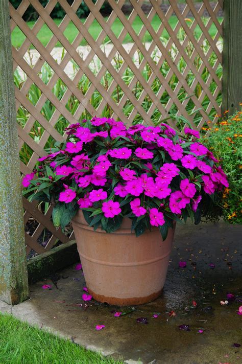 Impatiens | UMN Extension