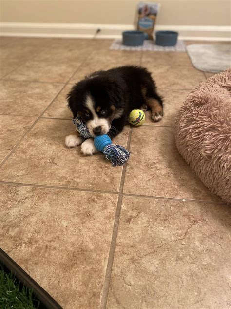 @lovelypuppies