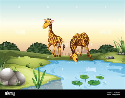 Giraffe drinking water Stock Vector Images - Alamy