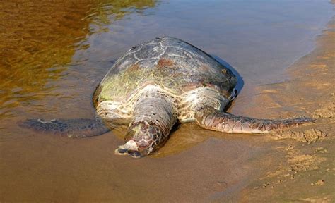 Watch Large Dead Turtle Found At Bargara News Mail