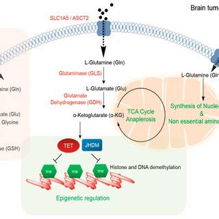 Functional roles of glutamine in regulating tumor progression.... | Download Scientific Diagram