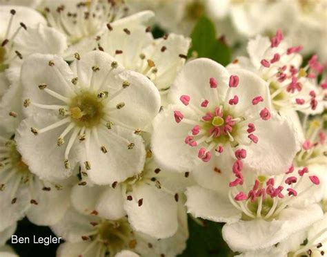 English Hawthorn Identification And Control Crataegus Monogyna King